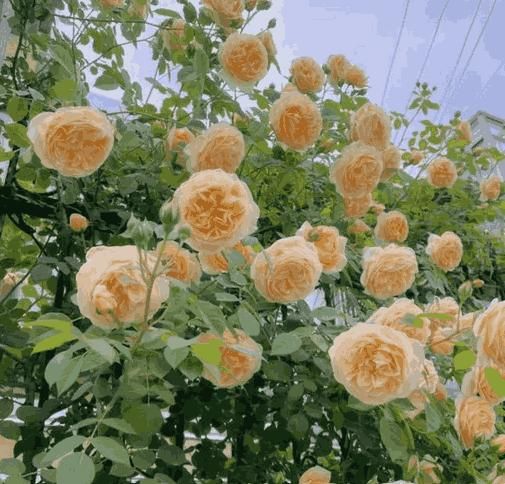 🌹 Elegant Climbing Rose Flower Seeds- 9 Rare and Breathtaking Colors Seeds