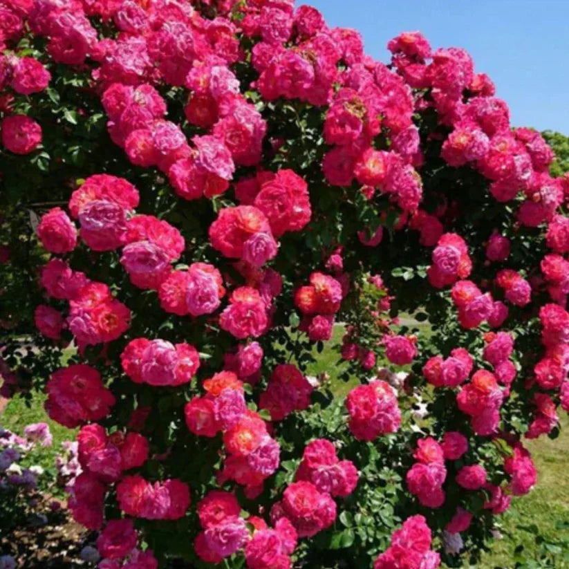 🌹 Elegant Climbing Rose Flower Seeds- 9 Rare and Breathtaking Colors Seeds